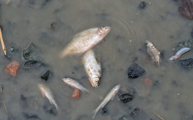 a dead fishes at the bottom of the pond 2021 09 01 23 16 02 utc