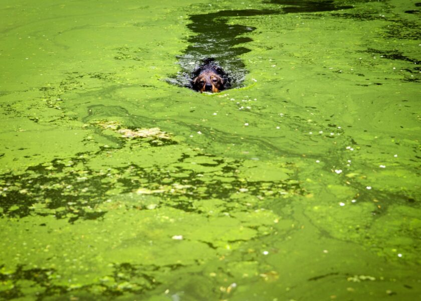 mongrel swimming in pond with alga 2022 12 16 21 59 45 utc